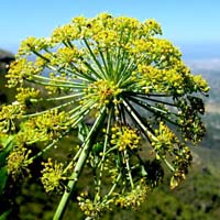 Galbanum oil