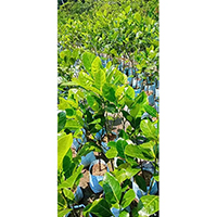 Jackfruit plant