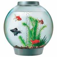 Fish bowl