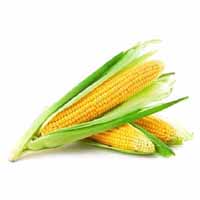 Organic Sweet Corn