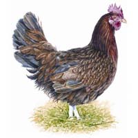 Hen