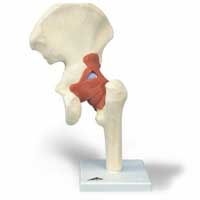 Hip joint model