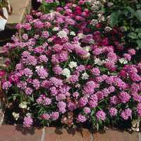 Candytuft