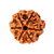 5 Mukhi Rudraksha