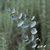 Eucalyptus Plant