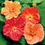 Flowering Maple