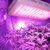 Led Grow Light