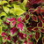 Coleus Plant