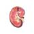 Kidney Model