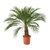 Date Palm