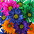 Daisy Flower