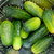 Cucumber Pickles