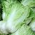 Chinese Cabbage