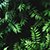 Leaf Wallpaper