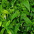 Andrographis Paniculata