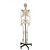 Skeleton