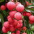 Frozen Litchi