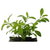 Herbal Plants
