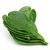 Betel Leaf Oil