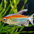 Tetra Fish