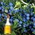 Juniper Berry Oil