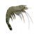 Black Tiger Prawn