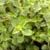 Oregano Leaves