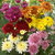 Chrysanthemum Plants