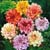 Dahlia Plant
