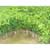Agarwood Plant