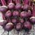Beetroot Seeds