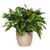 Aglaonema Plant