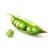 Pea Seeds