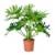 Philodendron Plant