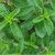 Stevia Plants