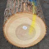 Poplar Logs