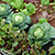 Cabbage Plant