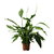 Spathiphyllum Plant