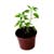Tulsi Plant