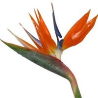 Birds Of Paradise