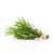 Rosemary Hydrosol