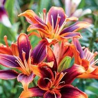 Asiatic Lily