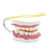 Dental Model
