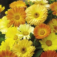 Calendula Flower