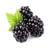 Blackberry Fruit