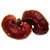 Ganoderma Mushroom