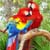 Exotic Birds