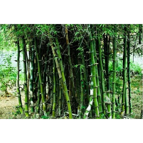 Bambusa Arundinacea