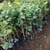 Sandalwood Plant