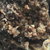 Boswellia Serrata